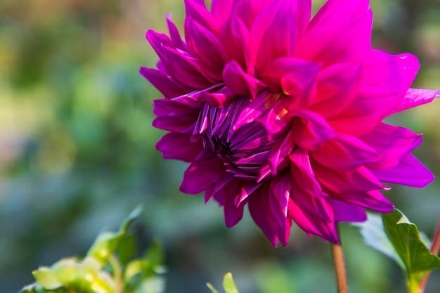 Belle fleur de dahlia rose en fleurs dans l'arbre du jardin