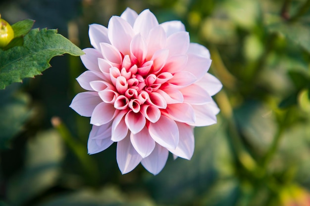 Belle fleur de dahlia rose en fleurs dans l'arbre du jardin