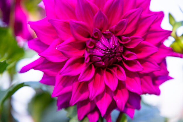 Belle fleur de dahlia rose en fleurs dans l'arbre de jardin Gros plan