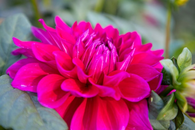 Belle fleur de dahlia rose en fleurs dans l'arbre de jardin Gros plan