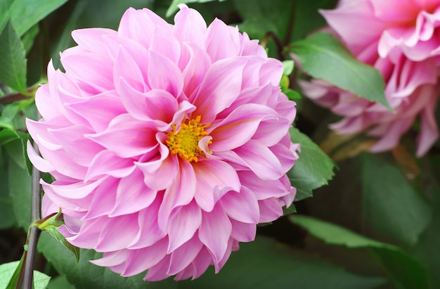 Belle fleur de dahlia rose qui fleurit dans le jardin.