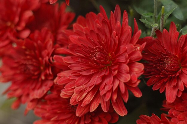 belle fleur de dahlia rouge dans le jardin