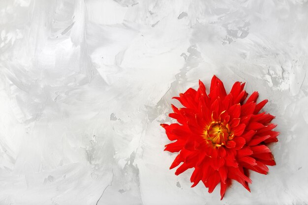 Belle fleur de dahlia rouge sur fond gris