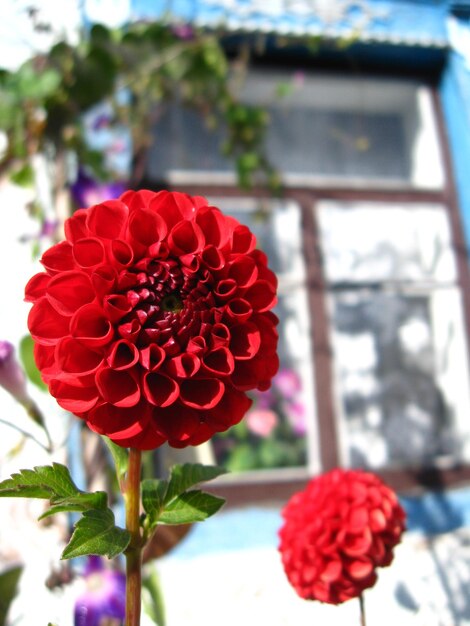 Une belle fleur de dahlia rouge près de la fenêtre