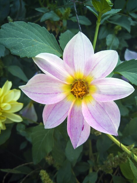 Belle fleur de dahlia violet pousse dans le jardin Fleur d'automne Jardinage