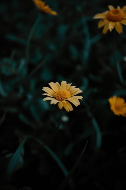 belle fleur dans la forêt