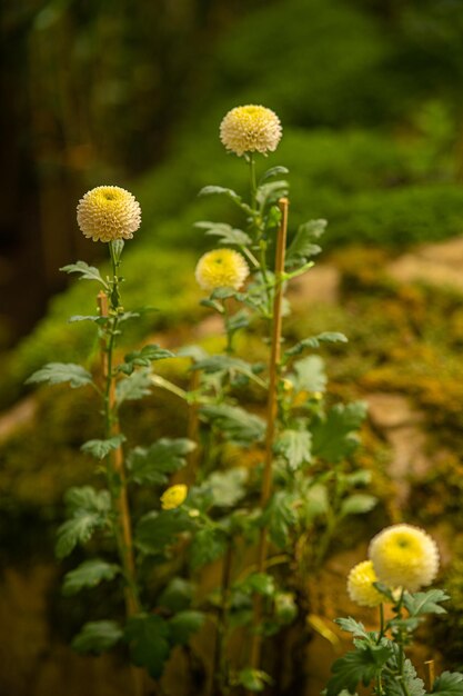 belle fleur dans le jardin et l'allée