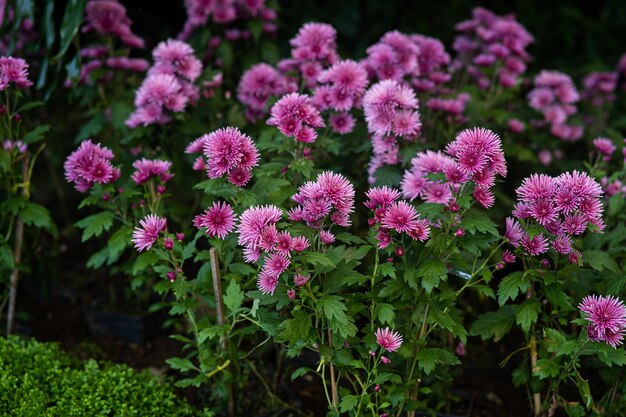 belle fleur dans le jardin et l'allée