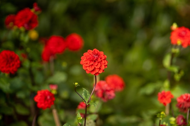 belle fleur dans le jardin et l'allée