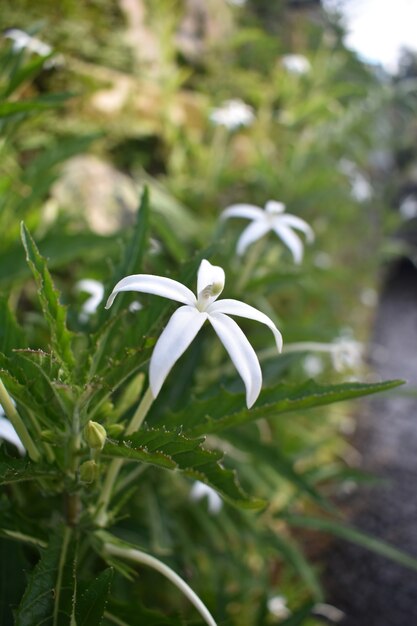 Belle fleur dans le jardin