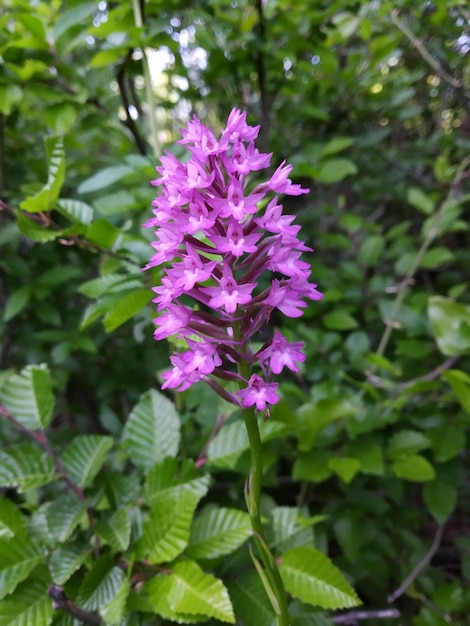 Une belle fleur dans la nature