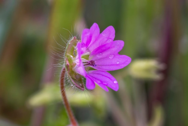 Belle fleur délicate avec des gouttes d'eau sur fond vert