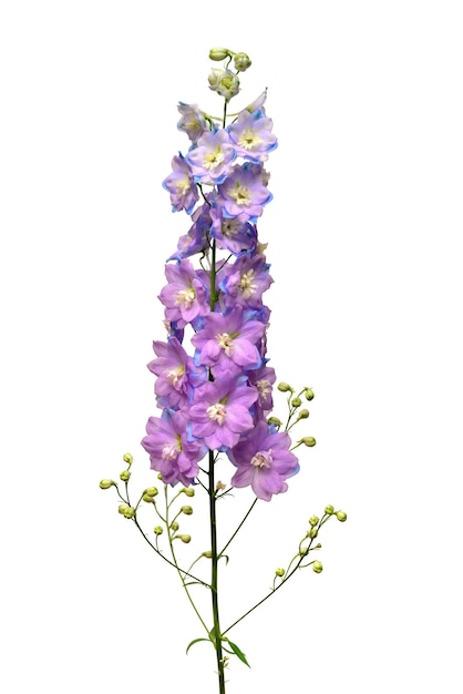 Belle fleur de delphinium violet isolé sur fond blanc. Mise à plat, vue de dessus. Motif floral, objet. Notion de nature