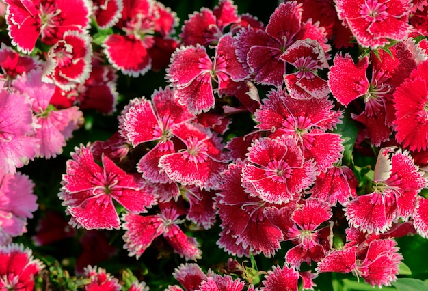 Belle fleur de Dianthus rouge dans le jardin,