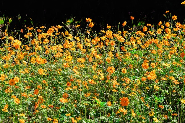 Photo la belle fleur du cosmos dans le jardin le champ de fleurs du cosmos fleurissant la saison des fleurs du printemps