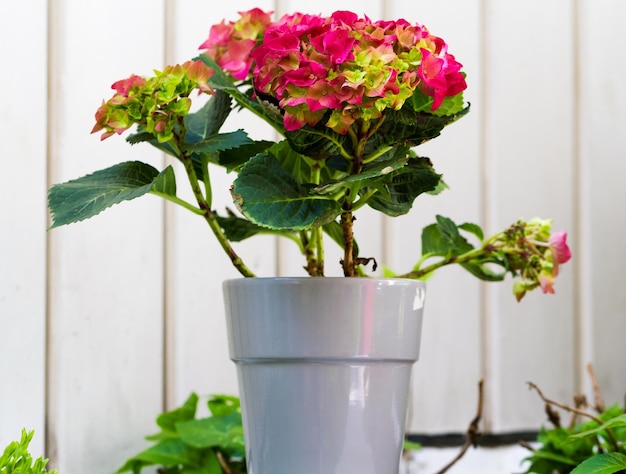 Belle fleur épanouie dans un pot