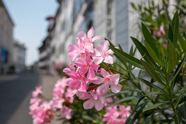 Belle fleur épanouie en ville, fond d'été