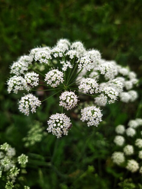 belle fleur épanouie