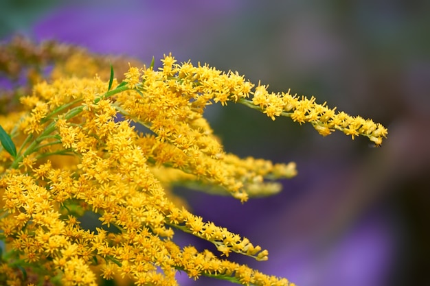 Belle fleur d'été. Abstrait de fleurs