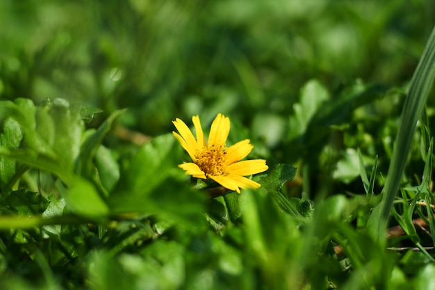 Belle fleur d&#39;été jaune dans l&#39;herbe