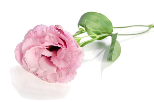 Belle fleur d'eustoma avec des feuilles sur blanc