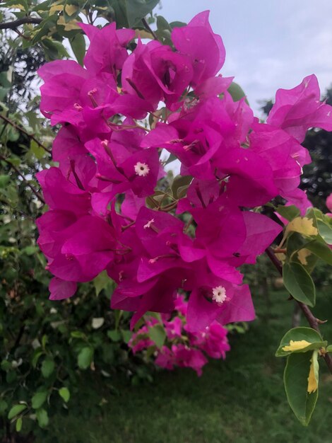 Photo belle fleur de fleur rose dans le parc