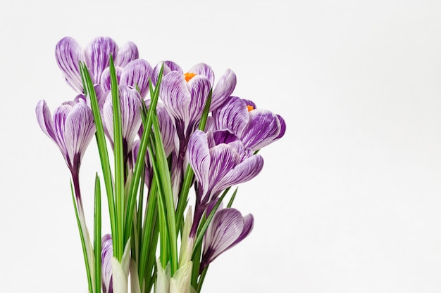 Belle fleur fleurie crocus de couleur pourpre.