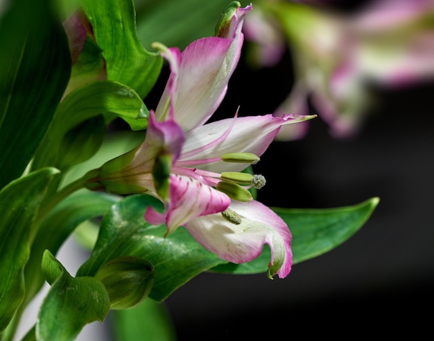 Photo une belle fleur - fond sombre