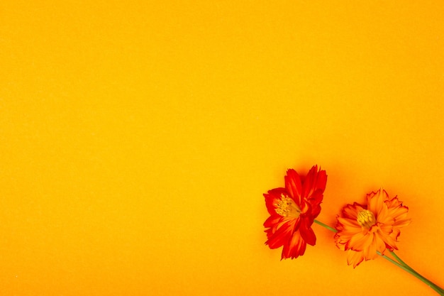 Belle fleur fraîche en fleurs sur fond de papier