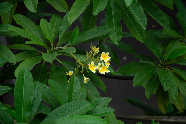 Belle fleur de frangipanier sur un arbre