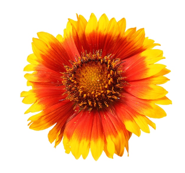 Belle fleur de Gaillardia isolée sur blanc