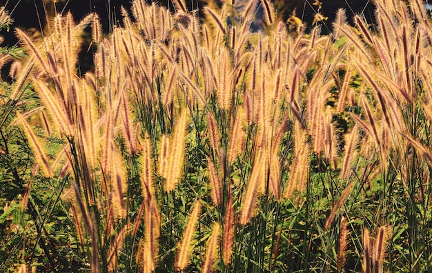 Belle fleur gazon herbe coucher de soleil