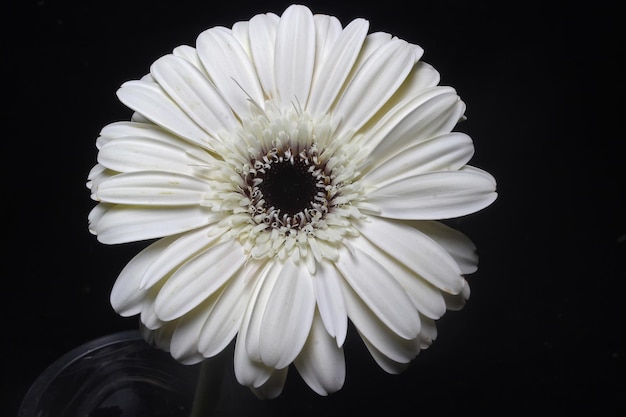 Belle fleur de gerbera blanc sur fond noir