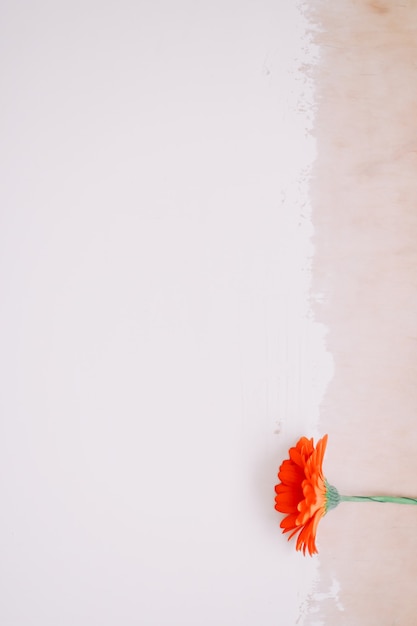 belle fleur de gerbera sur fond blanc