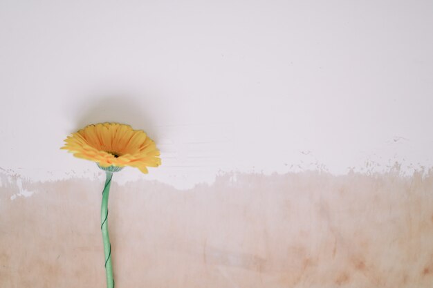 belle fleur de gerbera sur fond blanc