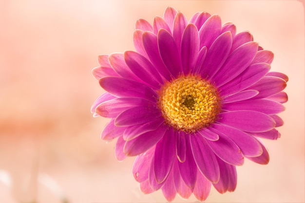 Belle fleur de gerbera Gerbera est originaire des régions tropicales d'Amérique du Sud, d'Afrique et d'Asie