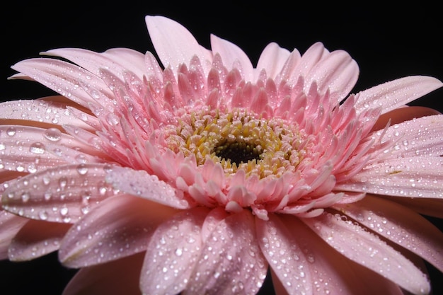 Belle fleur de gerbera rose sur fond noir