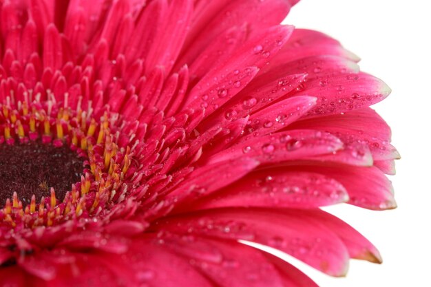 Belle fleur de gerbera rose isolé sur blanc