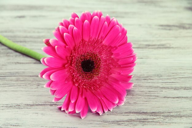 Photo belle fleur de gerbera rose sur table en bois