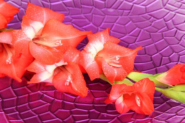 Belle fleur de glaïeul dans l'eau sur fond violet