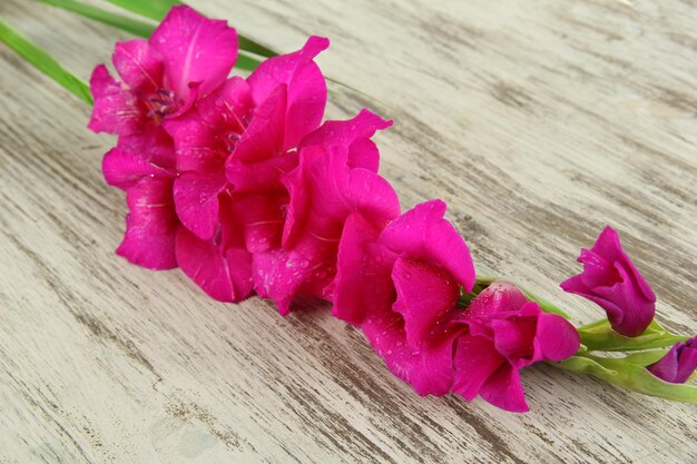 Belle fleur de glaïeul sur fond de bois