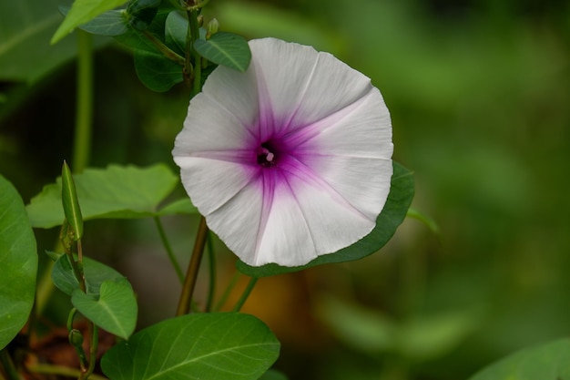 une belle fleur de gloire du matin en fleurs est un légume vert.