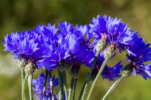 Belle fleur, gros plan de couleur bleu bleuet, les vraies caractéristiques de la nature au printemps de l'année