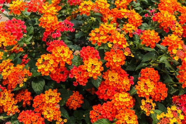 Belle fleur de haie colorée, Lantana pleurante