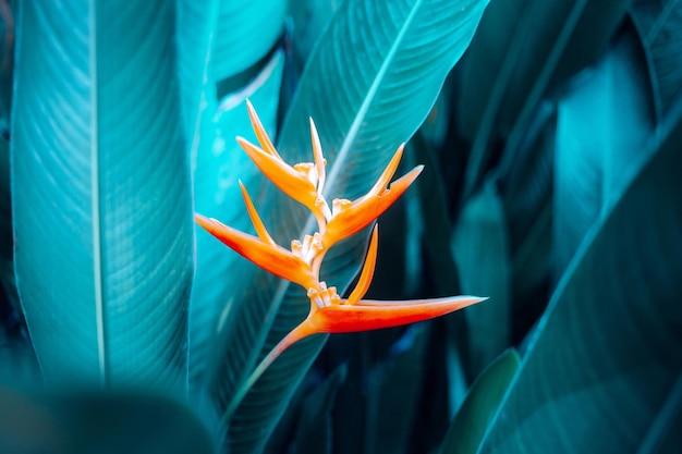 Belle fleur d'Heliconia sur fond de nature de feuilles tropicales claires et foncées