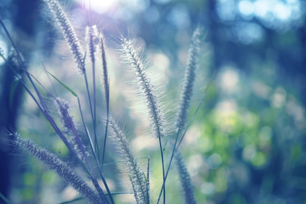 Belle Fleur D'herbe Avec Coucher De Soleil Pour Fond De Nature, Mise Au Point Douce Et Floue