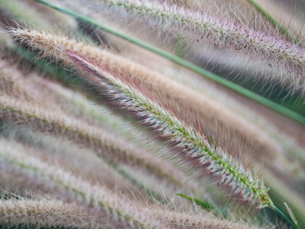 Une belle fleur d'herbe dans la journée