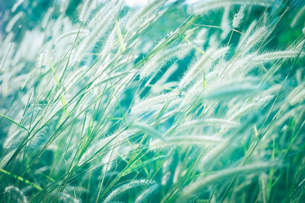 Belle fleur d'herbe verte avec coucher de soleil pour le fond. flou artistique