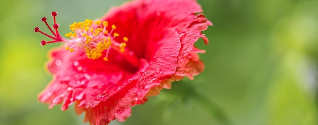Belle fleur d'hibiscus colorée romantique dans la nature, feuille de fleur et fleur d'hibiscus dans le jardin