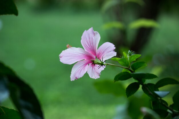 Belle fleur d'hibiscus qui s'épanouit